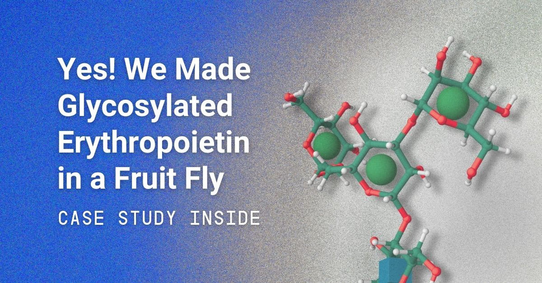 Yes! We Made Glycosylated Erythropoietin in a Fruit Fly (Case Study Inside)