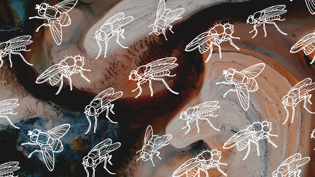 Flying Through History: Nobel Prizes for Fruit Fly Research (Part 1)
