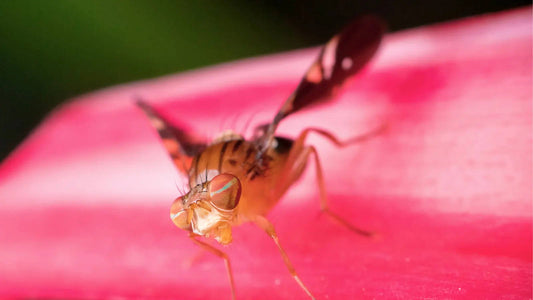 It’s in their genes: What makes fruit flies the ultimate model organism