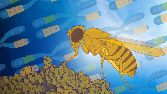 Drosophila melanogaster genetic advantages for protein expression