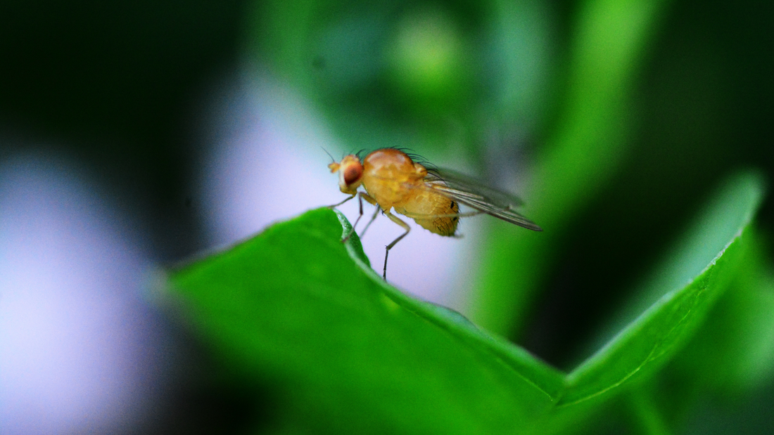 Why fruit flies?