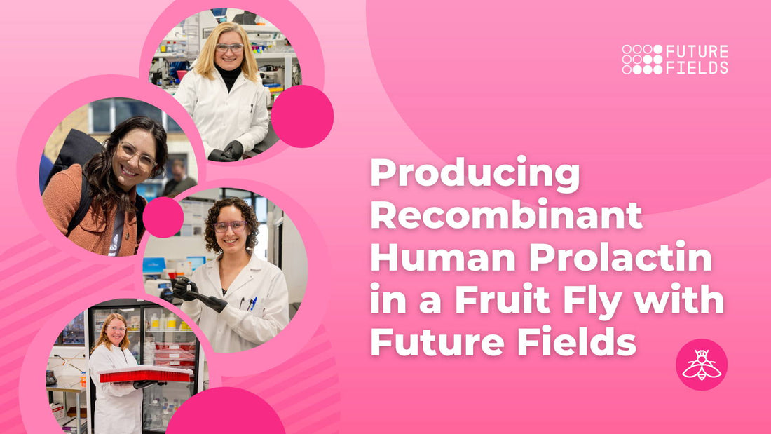Producing Recombinant Human Prolactin in a Fruit Fly with Future Fields