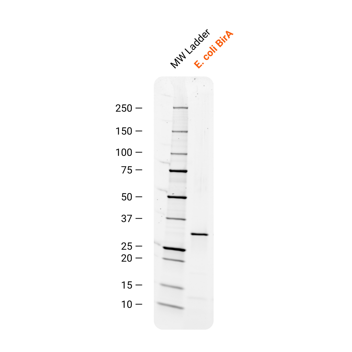 Future Fields Recombinant BirA, Tag Free - SDS-PAGE purity