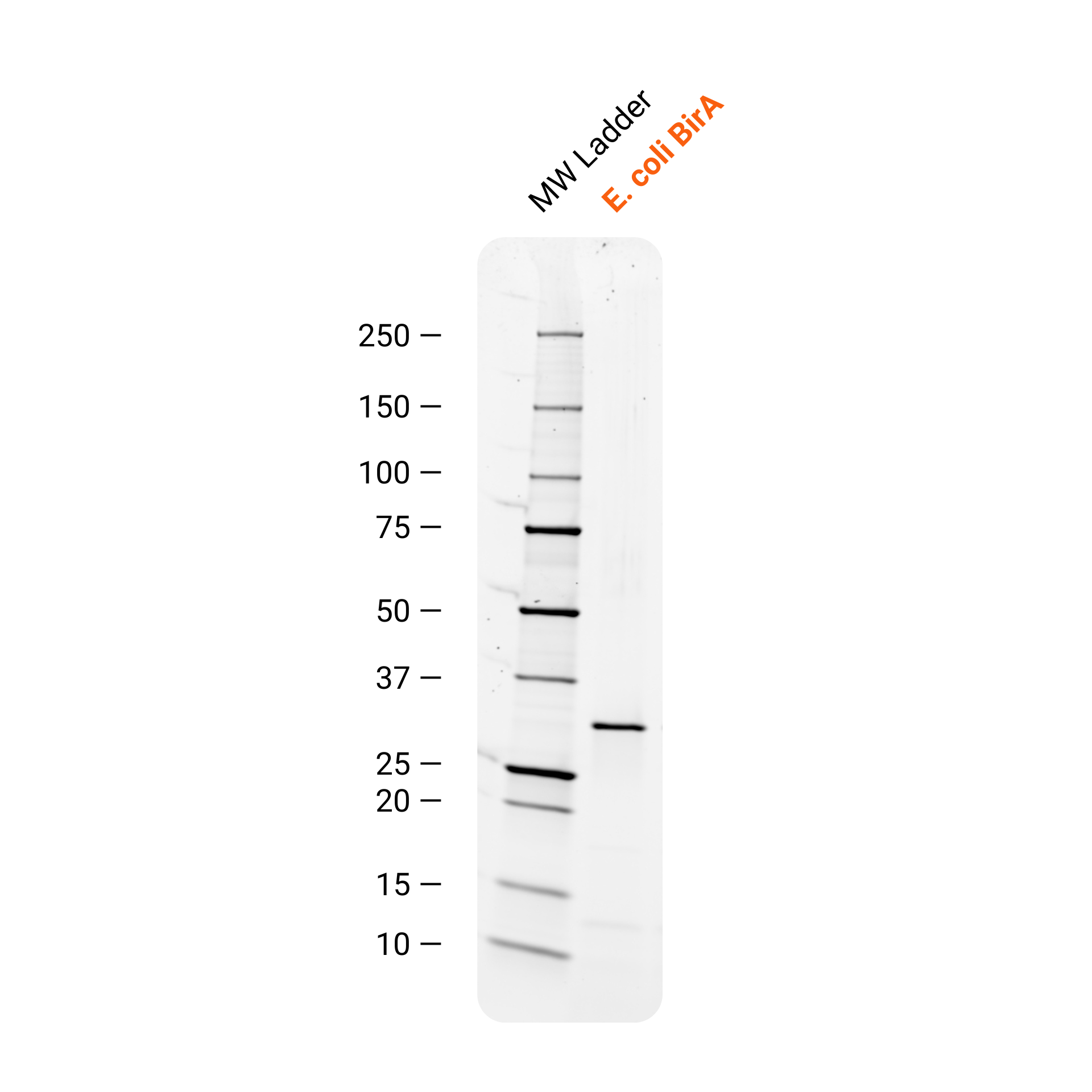 Future Fields Recombinant BirA, Tag Free - SDS-PAGE purity