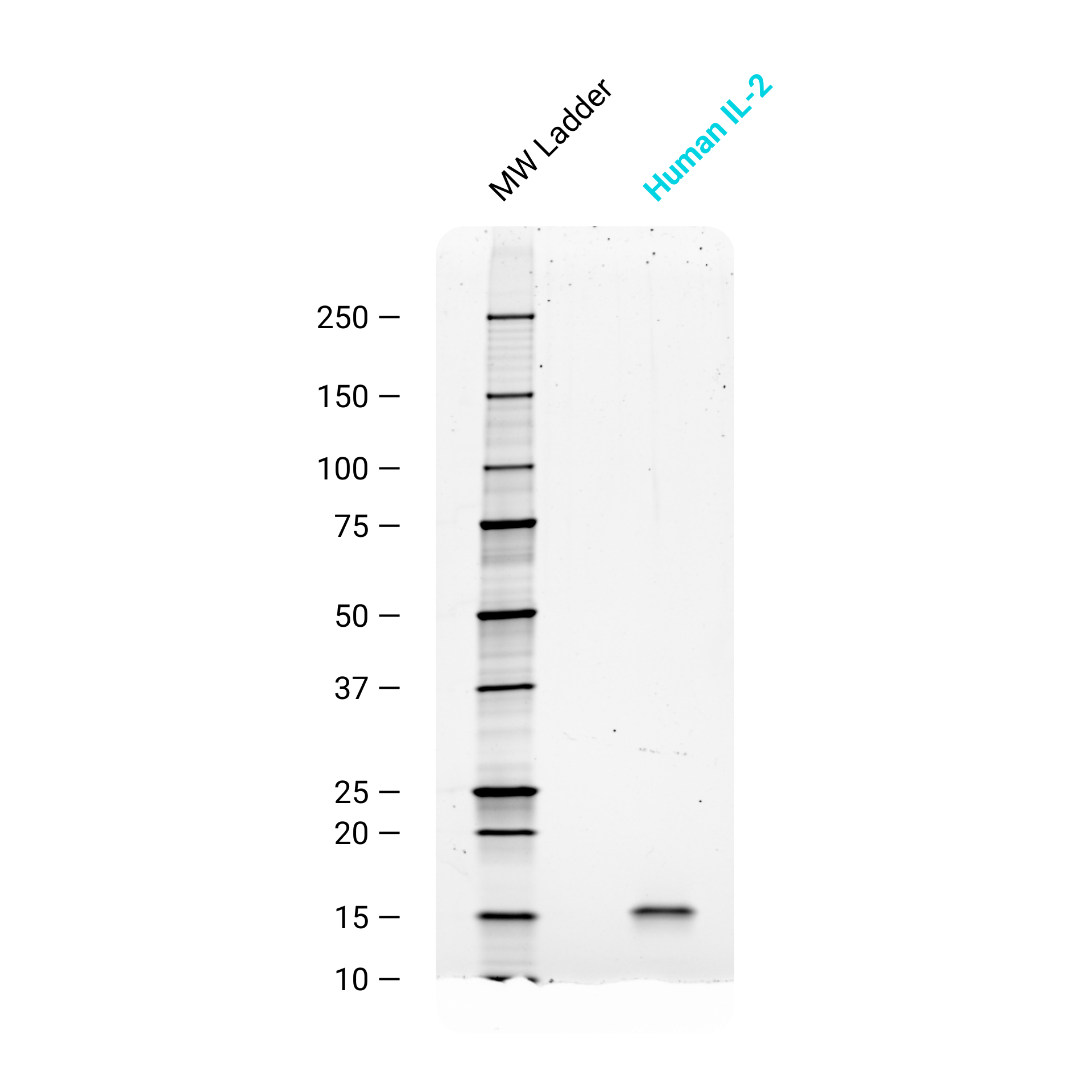 Future Fields Recombinant IL-2, Tag Free - Purity