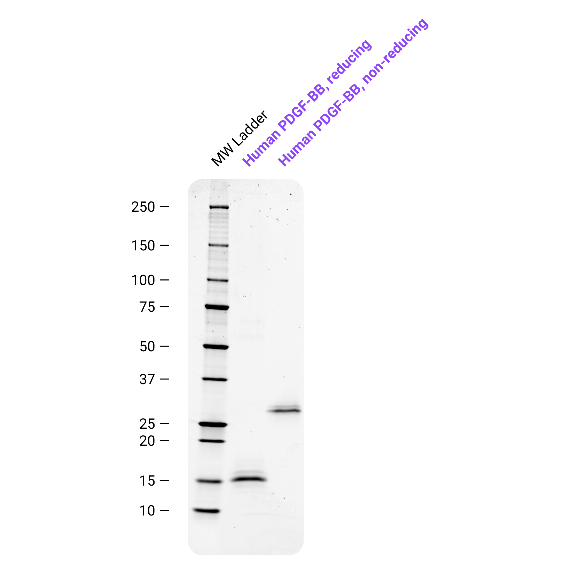 Future Fields Recombinant PDGF-BB - Purity