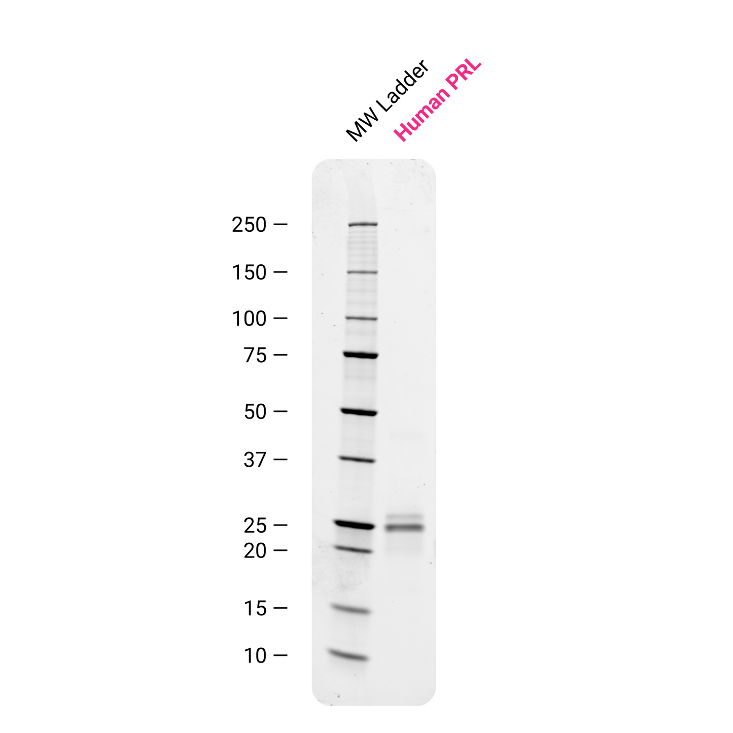 Future Fields Recombinant human PRL, Tag free - SDS-PAGE purity