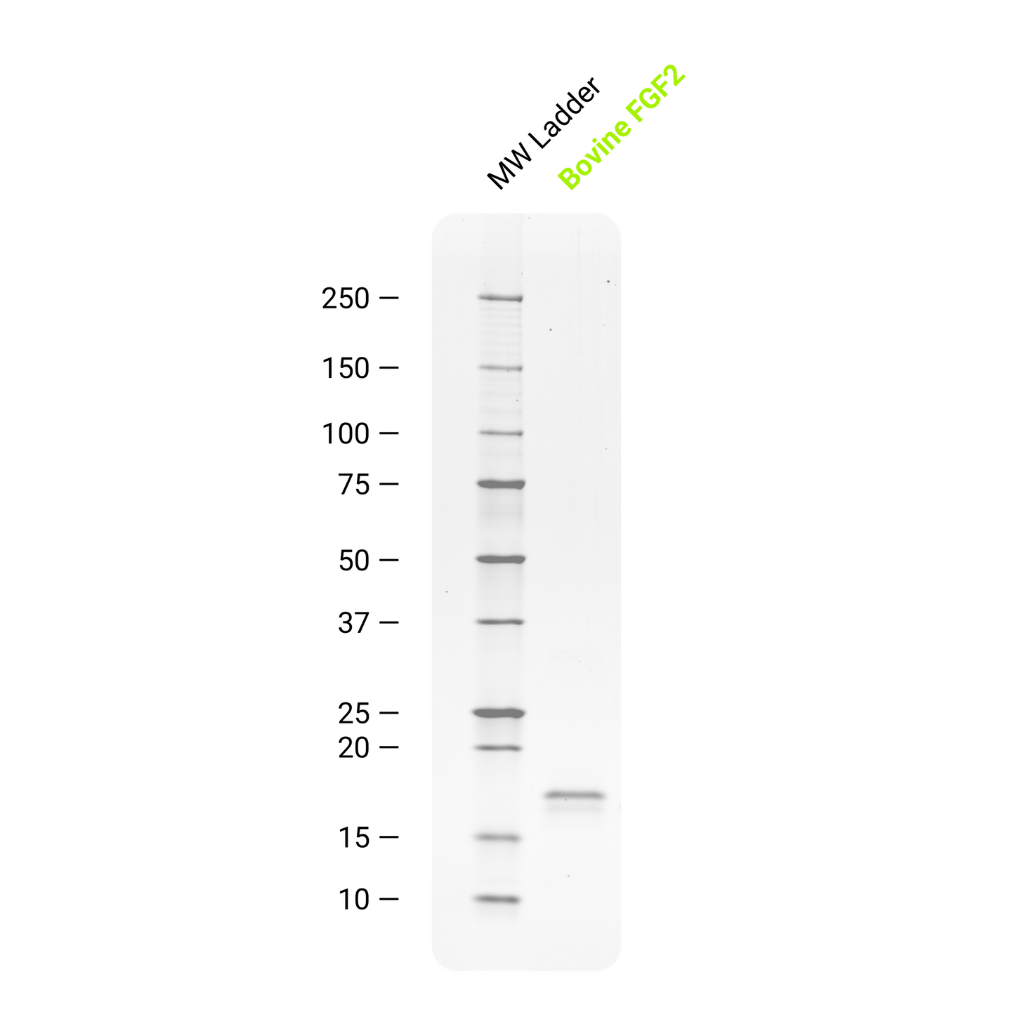 Recombinant Bovine FGF2