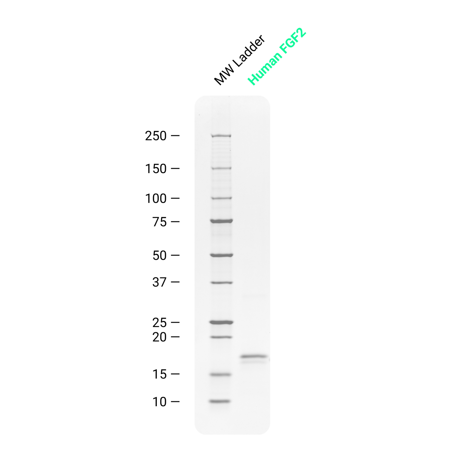 Future Fields Recombinant human FGF2 - SDS-PAGE purity