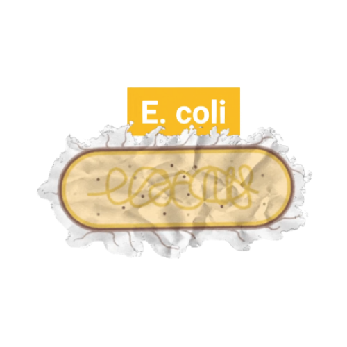 Scrapbook style image of E. coli
