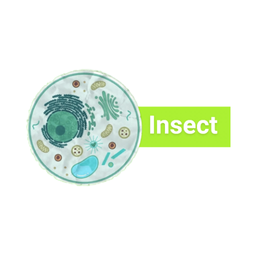 Scrapbook style image of insect cell