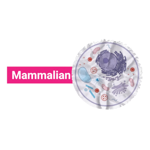 Scrapbook style image of mammalian cell