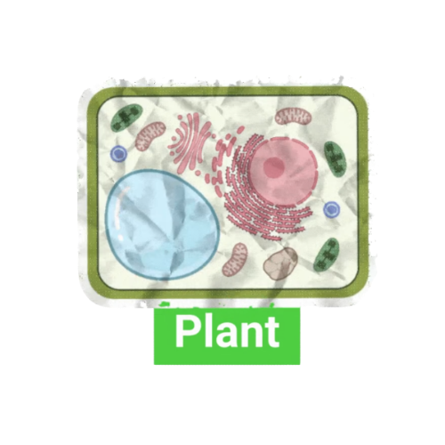Scrapbook style image of plant cell
