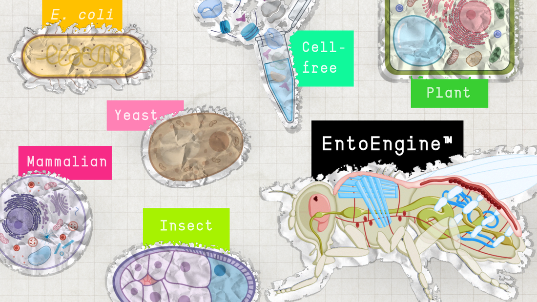 Illustration of various cell types with labeled diagrams and colorful annotations.